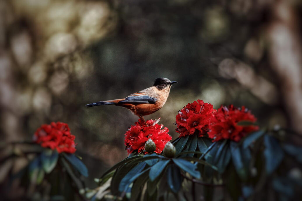Activites Bird Watching